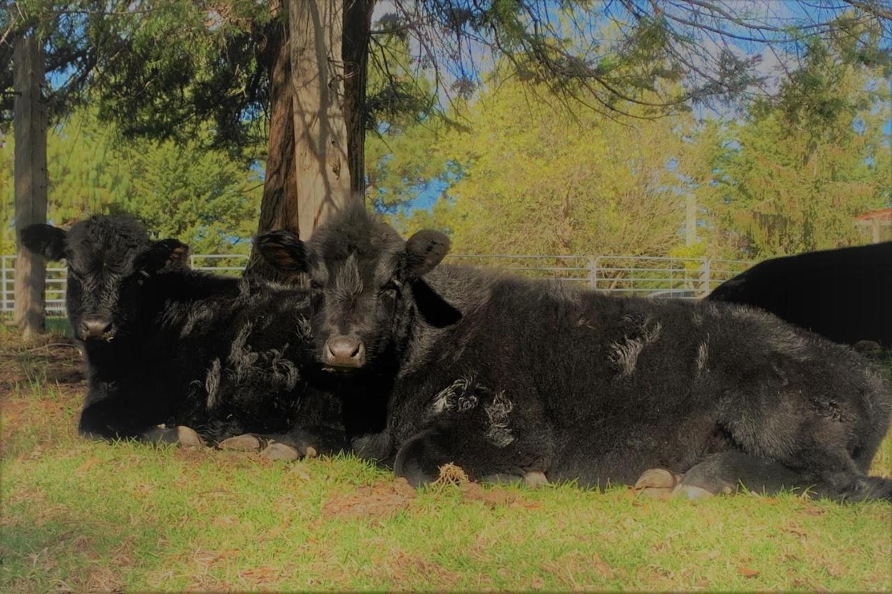 Farm & Iconic Water Views - 32 Zachary Drive *